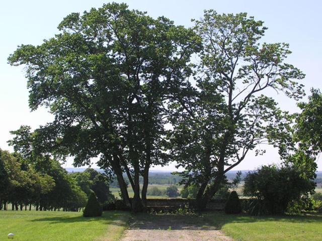 Chambres D'Hotes Le Chateau De La Plante Thuré Exteriér fotografie